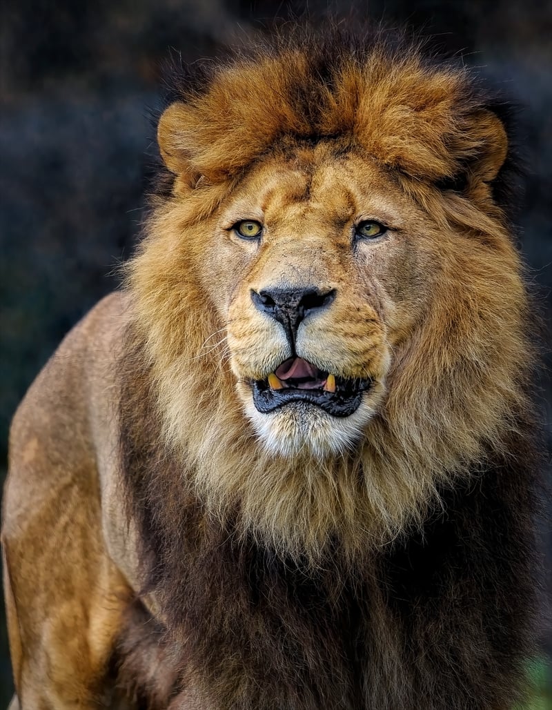 Lion in the savannah